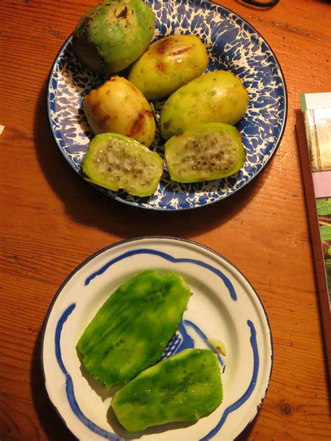 It has nostrils that can open and close. Lloyd's Blog: Eating Prickly Pear Cactus