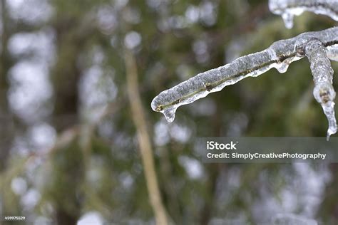 Ice Coated Tree Branch Stock Photo Download Image Now Branch