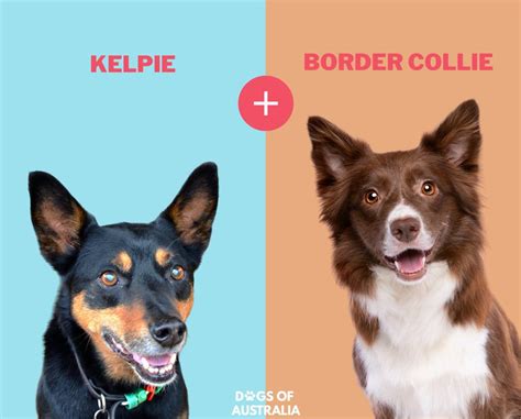Kelpie X Border Collies The Perfect Pair