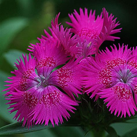 All of our flower quality is aaa and up. Buy Top 20 Flower Seeds Online Kerala - Live Kerala