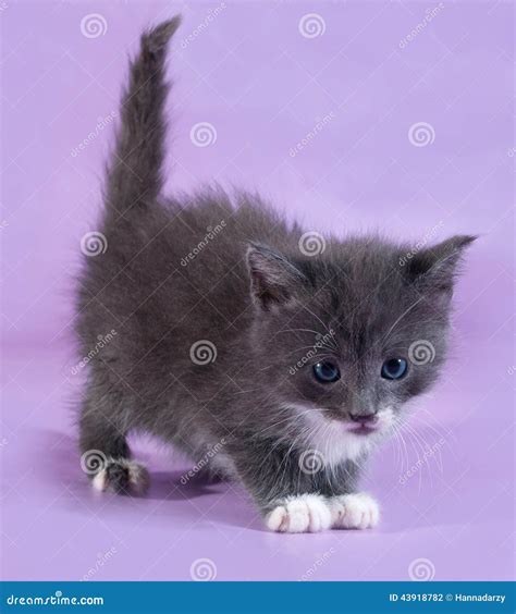 Small Fluffy Gray Kitten Standing On Purple Stock Photo Image 43918782