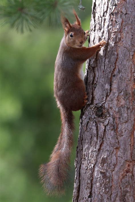 Red Squirrel Ekorre Tumblr Pics