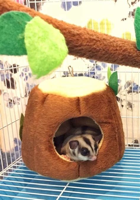 Sim, os petauros do açúcar são legais em portugal. Sugar Glider by Hachi Family. | Sugar glider pet, Sugar ...