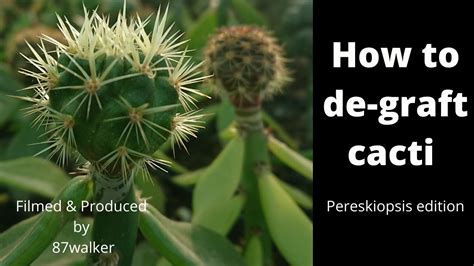 But in your case it. Grafting Peyote To Pereskiopsis - Essa tecnica pode ser ...
