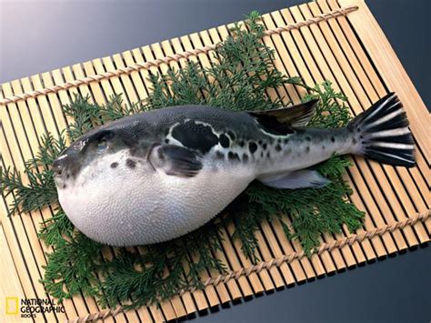 Splendid Cosmos Dealy Poisonous Fugu Japanese Fugu Fish