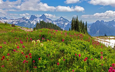 Mount Rainier National Park Wallpaper Hd For Desktop Download Mount