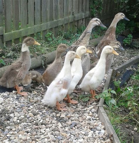 Domestic ducks (or pet ducks as most people call them) are the main focus of this most domestic ducks will provide you with a good number of eggs and if you have the patience, can ducks need water, although not as much as you might imagine. ducks for sale | Maldon, Essex | Pets4Homes