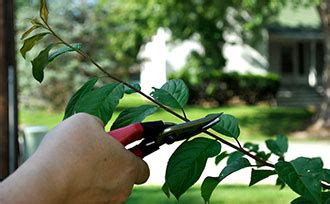 You can prune fruit trees to almost whatever size you like. Fruit Tree Care: Summer Pruning - Stark Bro's