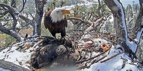 Eagle Chick Seen On Internet Cam Dies After California Storm Ap News