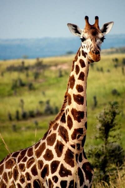 خلفيات حيوان الزرافة Giraffe صور زرافة Hd إمبراطورية الصور