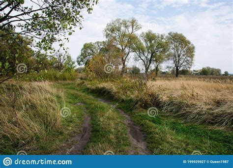 Autumn Landscape Yellowed Grass In The Meadow Country Road Trees And