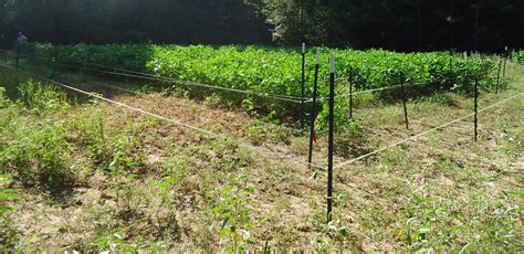 Four Wire Electric Fence System Best Control Of Deer Access To Food