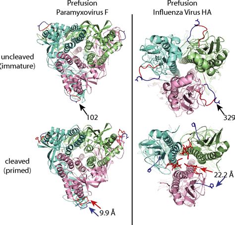 Structure Of The Primed Paramyxovirus Fusion Protein Pnas