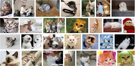 Fenomena Dunia Kumpulan Gambar Kucing Cute Lucu Cutie Cat