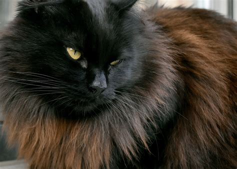 Free Images Animal Pet Feline Black Cat Fauna Eyes Whiskers