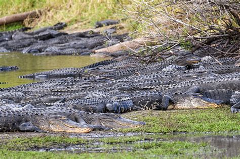 American Alligators Keep Myakkas Wetlands Healthy Your Observer