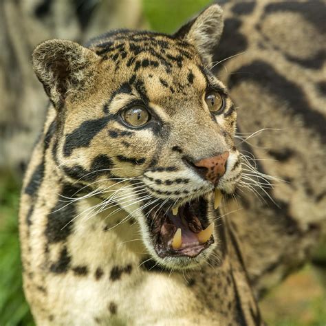 Clouded Leopard Clouded Leopard Wild Cats Big Cats
