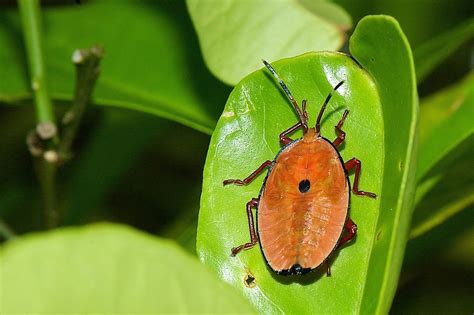 Pest Control Managing Bronze Orange Bugs On Citrus Trees Gardening