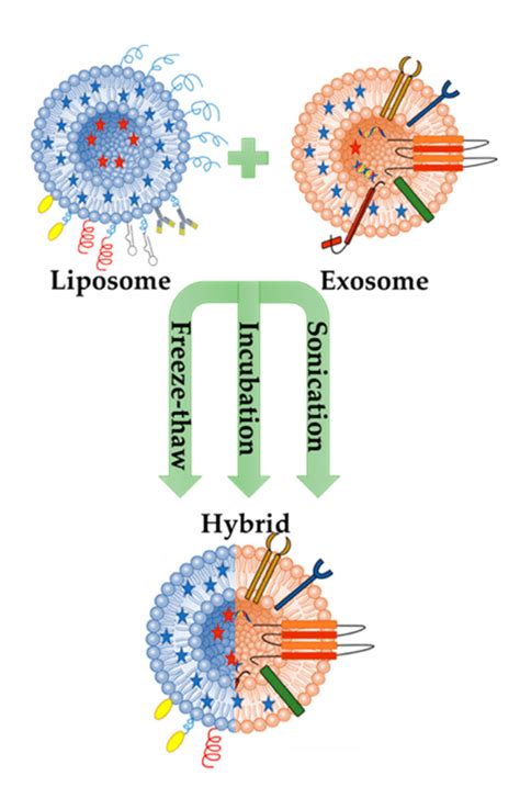 Schematic Illustration Of Hybrid Exosome Liposome Nanovesicles Formed