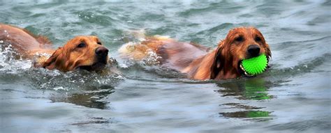 What Is The Use Of Training Bumpers To Gun Dogs By Rurisnow Issuu