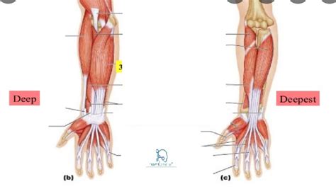 Regional 1 Muscles In The 2nd 4th Layer Of The Anterior Antebrachium