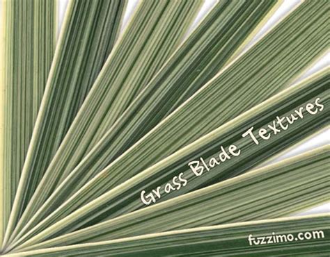 Free Hi Res Ornamental Grass Blade Textures Fuzzimo