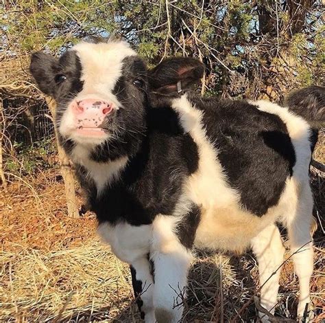 ʚ Alyana ɞ In 2020 Cute Baby Cow Cute Animals Animals