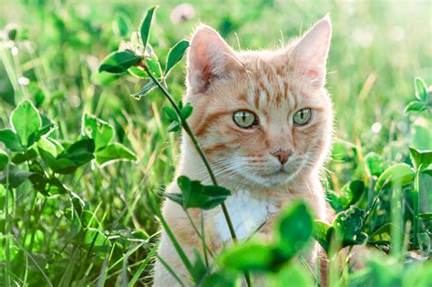 Free Picture Nature Green Grass Yellow Cat Landscape Animal