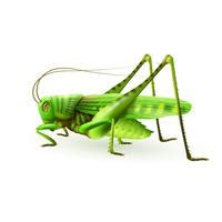 ¡seguro que los has oído alguna vez! saltamontes comiendo hojas de dibujos animados - Descargar ...
