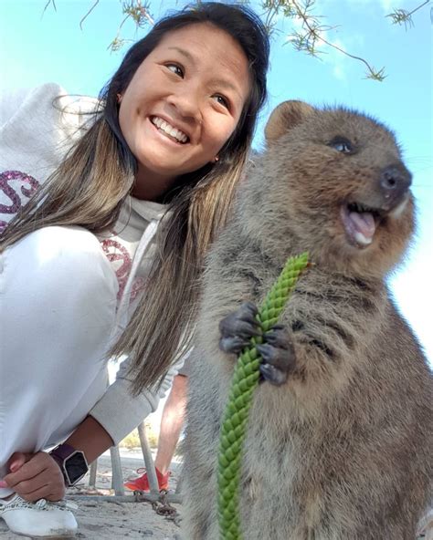 A Quokka From Rottnest Island Australia Happiest Animal