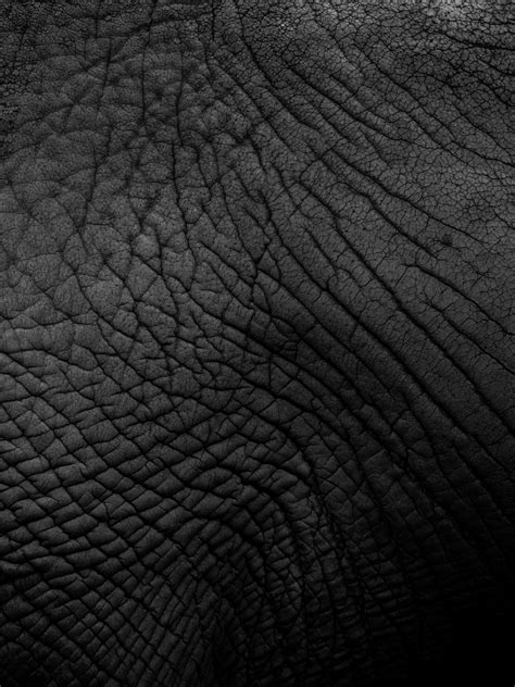 Thai elephant squat acting pencil stroke drawing cute design. Elephant Skin Texture Free Stock Photo - Public Domain ...