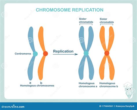 Duplicated Homologous Chromosomes Pair And Crossing Over Cartoon Vector