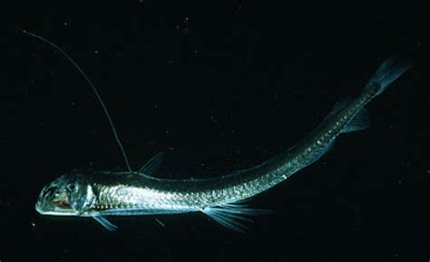 Sloanes Viperfish Information And Picture Sea Animals