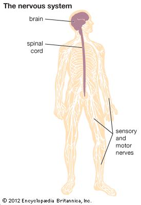 Together with the peripheral nervous system, it has an important role in the control of behaviour. peripheral nervous system: human peripheral nervous system ...