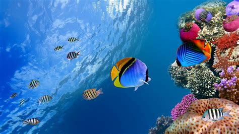 Fish Wallpapers Top Free Fish Backgrounds Wallpaperaccess