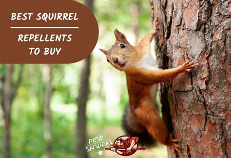 9 Best Squirrel Repellents To Buy And Keep Squirrels Away Pest Samurai