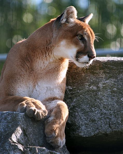 Cougar Cougar Mountain Zoo Issaquah Washington Aimee Flickr