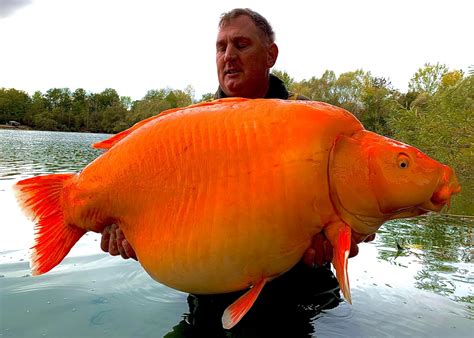 Worlds Biggest Goldfish