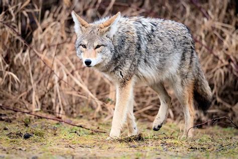 Coyote Características Alimentación Hábitat Reproducción Depredadores