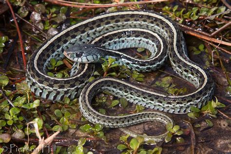 Florida Blue Eastern Garter Snake Thamnophis Sirtalis Sirtalis