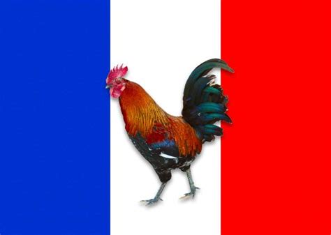 The Gallic Rooster Is A National Symbol Of France National Animal