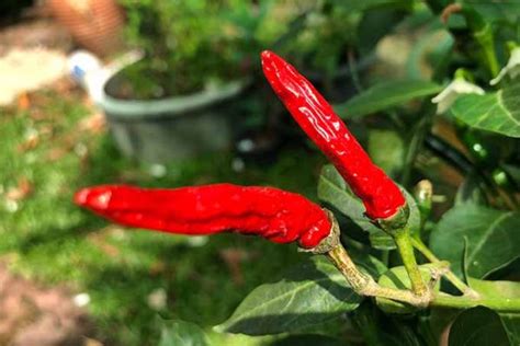 How To Plant And Grow Hot Peppers Gardeners Path