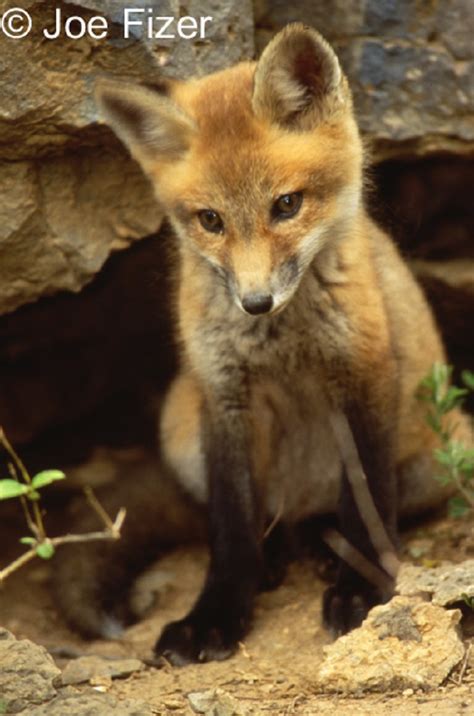 Tennessee Watchable Wildlife Red Fox Hunted