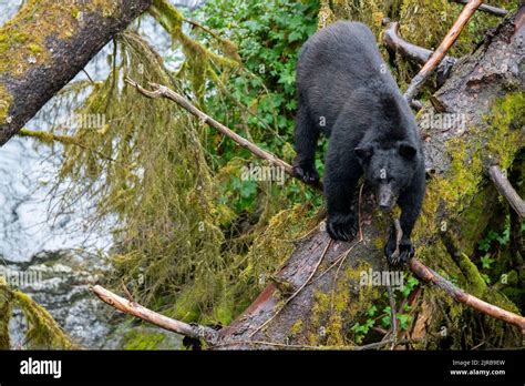 Alaska Tongass National Forest Anan Creek American Black Bear Wild