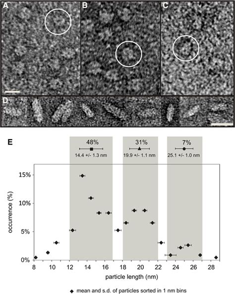 Transmission Electron Microscopy Of Negatively Stained Fcpb A Lhcii