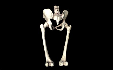 Hip Joint Hip Bone Sacrum Femur Only Bones Medically Accu 3d