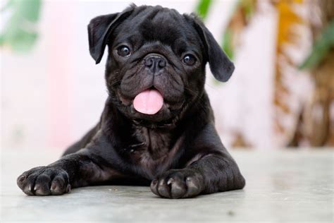 Fourteen Fun Facts About Pugs You Need To Know Vivamune Health
