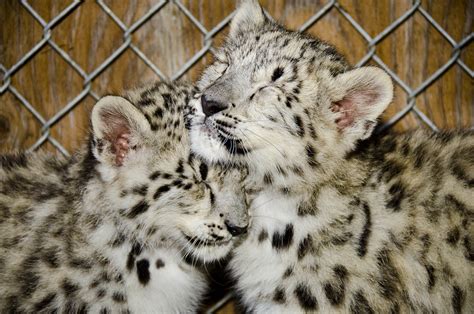 Meet The Adorable Snow Leopard Cubs At Seattles Woodland Park Zoo