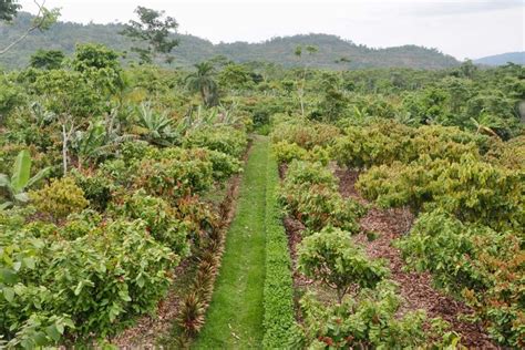 Legal Framework For Agroforestry And Reforestation In Côte Divoires