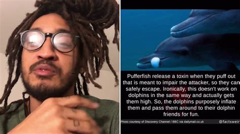 Dolphins Are Wild Af😂🐬 Youtube